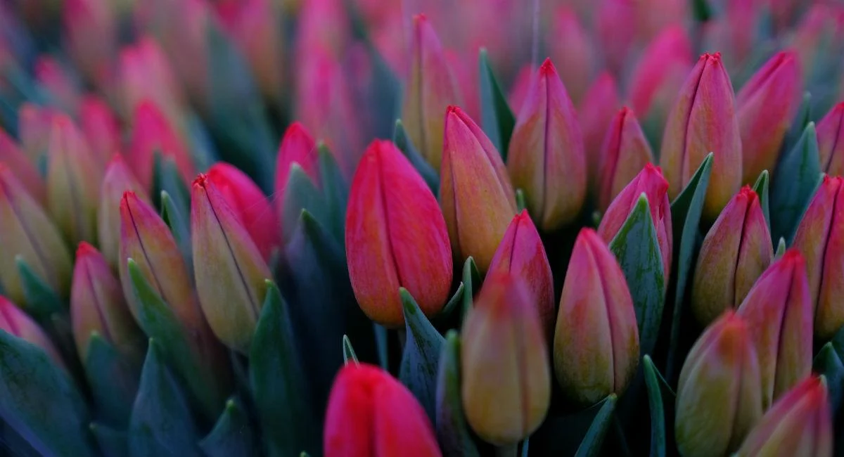 Skønne tulipaner